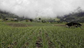 Polémica por nuevo decreto que activa poder de compra privilegiada en reforma agraria