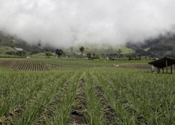 Polémica por nuevo decreto que activa poder de compra privilegiada en reforma agraria