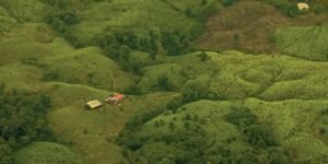 Se dispara el cultivo de coca en Colombia y volvió a ubicarse en el primer lugar a nivel mundial