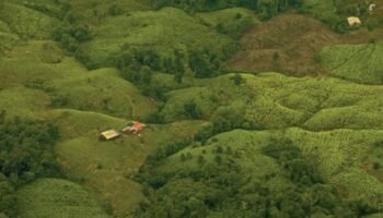 Se dispara el cultivo de coca en Colombia y volvió a ubicarse en el primer lugar a nivel mundial