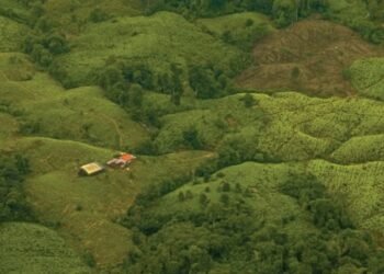 Se dispara el cultivo de coca en Colombia y volvió a ubicarse en el primer lugar a nivel mundial