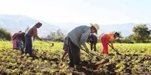 Crecimiento y realidad rural