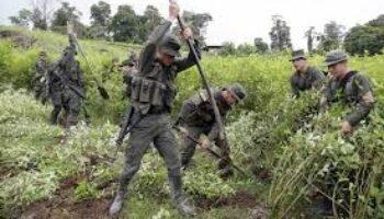 Colombia no erradicará más cultivos ilícitos: advierten que Petro dejará un “narcopaís” como legado