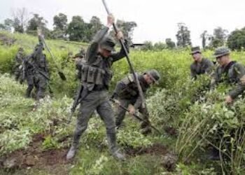 Colombia no erradicará más cultivos ilícitos: advierten que Petro dejará un “narcopaís” como legado