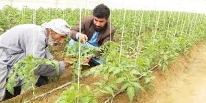 Los cultivos de coca