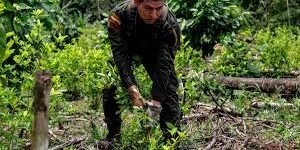 Denuncian irregularidades en licitación para erradicación de cultivos ilícitos