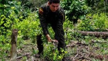 Denuncian irregularidades en licitación para erradicación de cultivos ilícitos