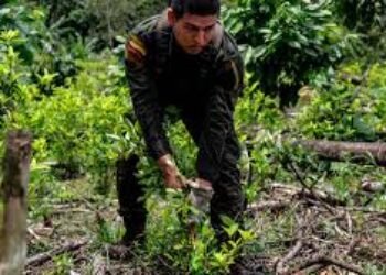 Denuncian irregularidades en licitación para erradicación de cultivos ilícitos