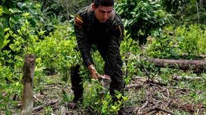 Denuncian irregularidades en licitación para erradicación de cultivos ilícitos