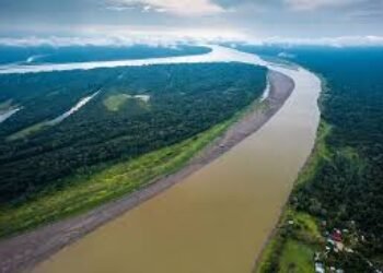 Así es como la Amazonía colombiana “suministra la demanda internacional de cocaína, oro y carne” a los grupos armados ilegales