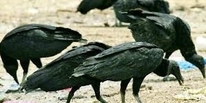 De día se pelean la carroña…