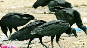 De día se pelean la carroña…