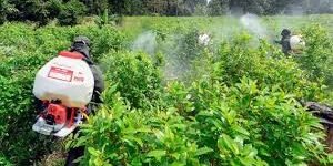 Colombia puede ser blanco de ataques terrestres por la producción de cocaína: Donald Trump