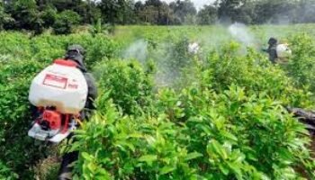 Colombia puede ser blanco de ataques terrestres por la producción de cocaína: Donald Trump