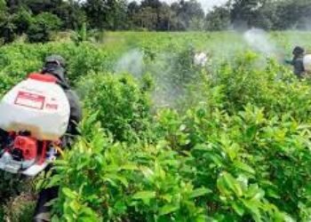 Colombia puede ser blanco de ataques terrestres por la producción de cocaína: Donald Trump