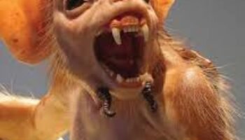 El país de las ratas de dos patas | Luis Guillermo Echeverri Vélez