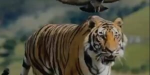 El Tigre: La Patria Milagro