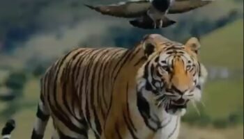 El Tigre: La Patria Milagro