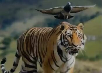 El Tigre: La Patria Milagro