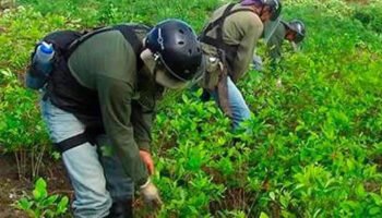 ¿Podría fumigarse los cultivos de coca a partir del 8 de agosto?