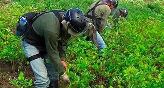 ¿Podría fumigarse los cultivos de coca a partir del 8 de agosto?