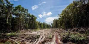 Equipo de Abelardo De la Espriella alerta por aumento de deforestación en parques naturales colombianos