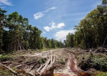 Equipo de Abelardo De la Espriella alerta por aumento de deforestación en parques naturales colombianos