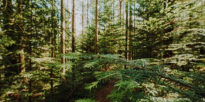 Apuesta forestal para fortalecer economía y proteger bosques