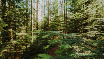 Apuesta forestal para fortalecer economía y proteger bosques