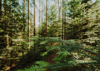 Apuesta forestal para fortalecer economía y proteger bosques