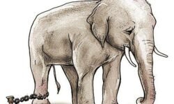 La parábola del Elefante