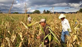 La Crónica No. 1042 – La revolución de los minifundios