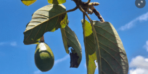Casanare está transformando la manera de cultivar y comercializar aguacate