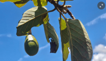 Casanare está transformando la manera de cultivar y comercializar aguacate