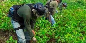Hay más hectáreas sembradas de coca que de tomate, fríjol y cebolla juntos