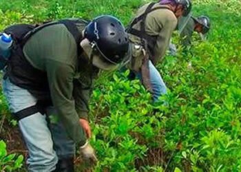 Hay más hectáreas sembradas de coca que de tomate, fríjol y cebolla juntos
