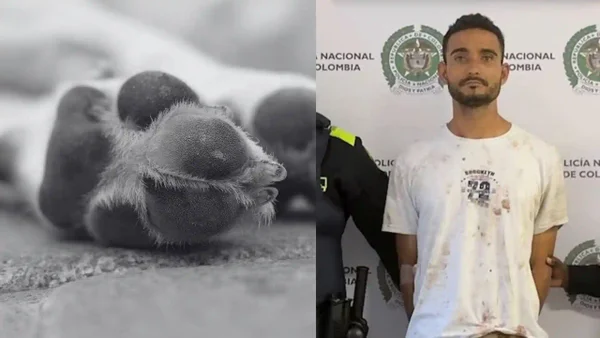 Sujeto que intentó agredir a su esposa terminó quitándole la vida a su mascota en Medellín